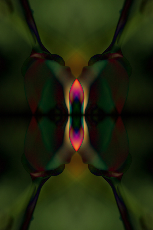 340_4026-poppy-1-800