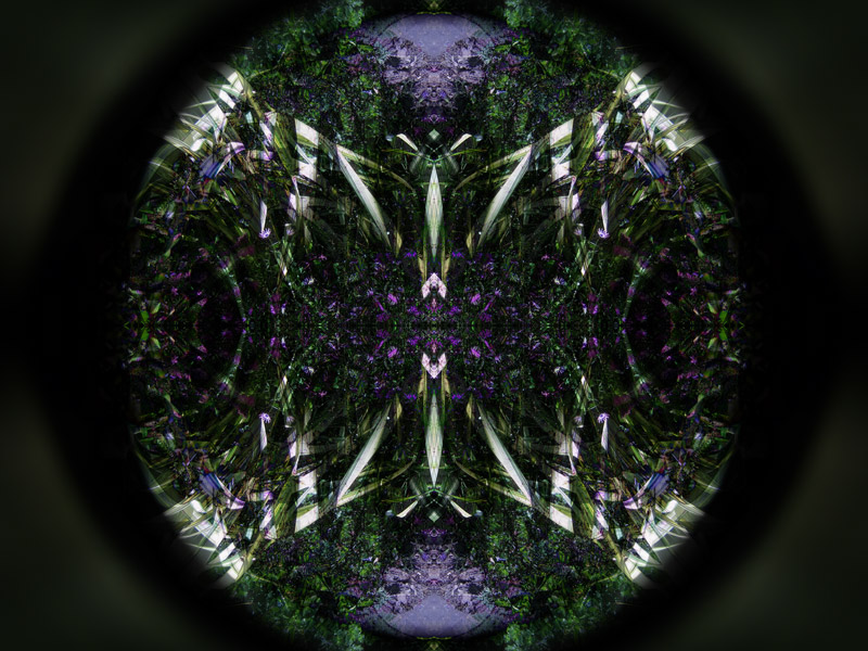 IMG_1126-dryad-maybe