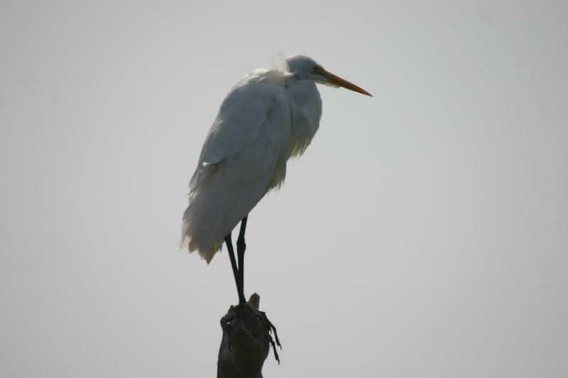 245_4506-original-egret-800