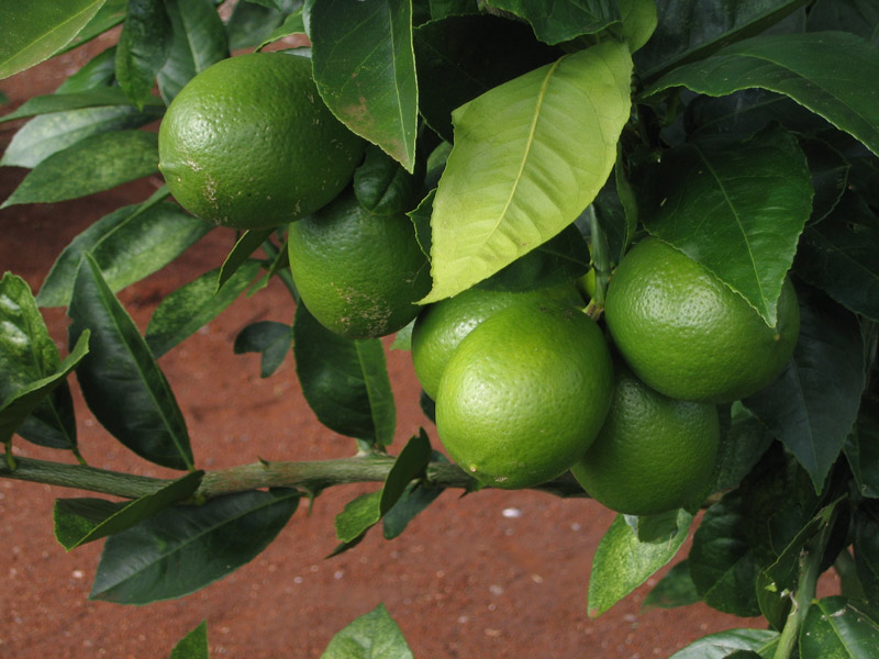 IMG_9872-lime-tree-original-800
