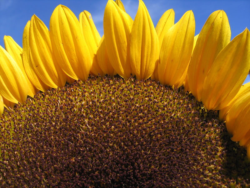 277_7758-sunflwoer-original-800