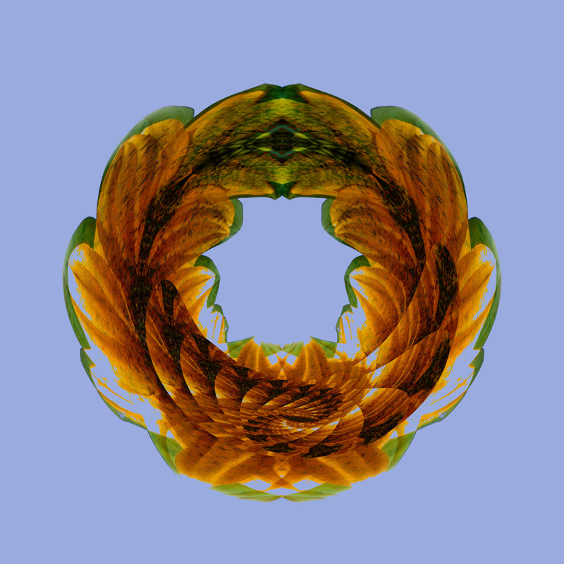 277_7758-sunflower-wreath800