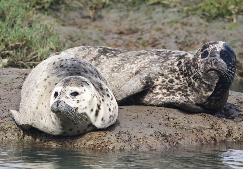 IMG_5385Harbor-Seals-original