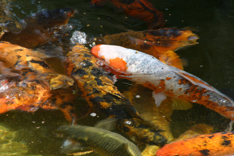 265_6583-fish-world-original-800