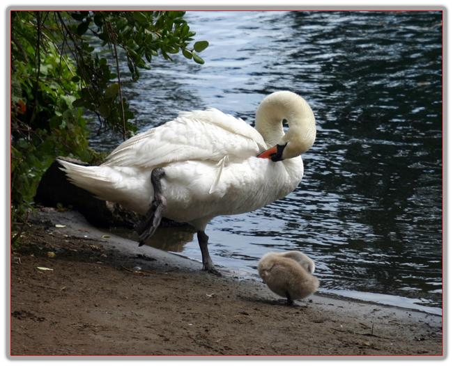 IMG_7430SwanBaby-step-2-650