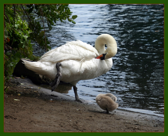 IMG_7430SwanBaby-border-one-650