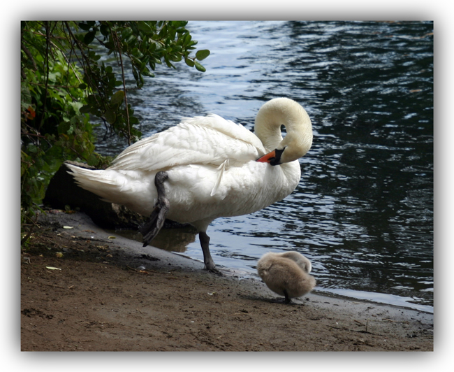 IMG_7430SwanBaby2-a-650