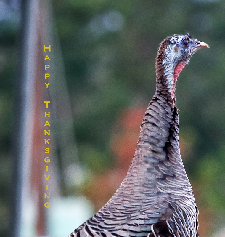 IMG_8386-thanksgiving-turkey-800