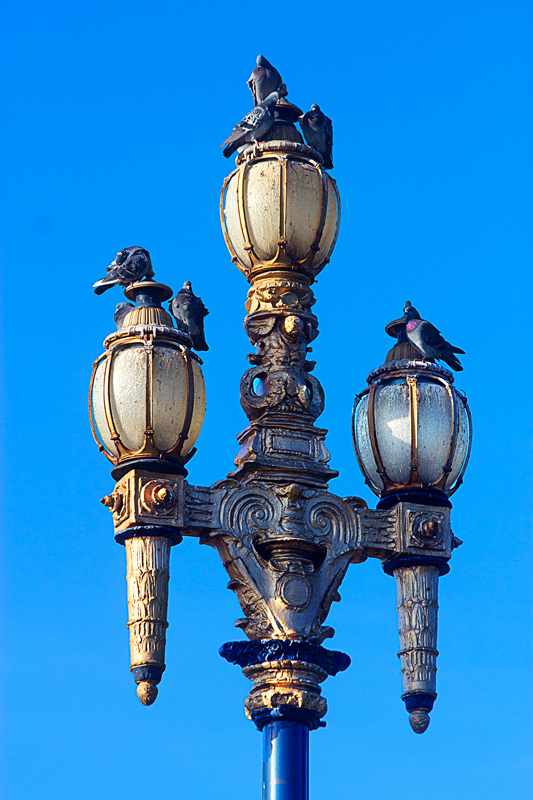 IMG_7796-pigeon-Condo-800
