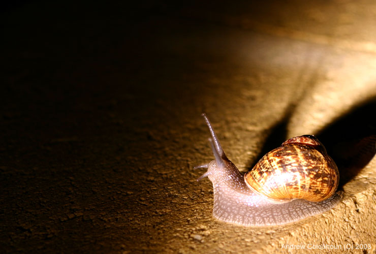 Snail lerking in the Shadows