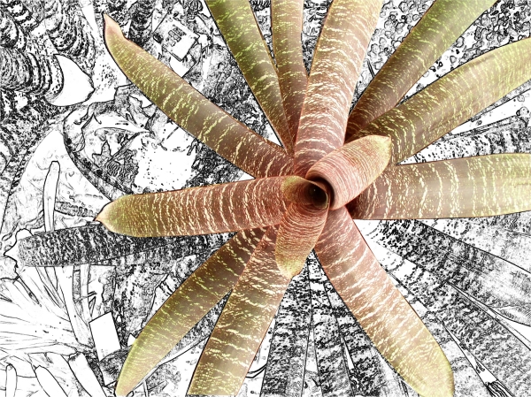 flowersketch.jpg