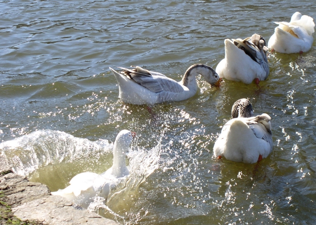 waitforme-duck.jpg
