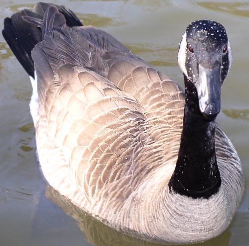 loneduck2.jpg