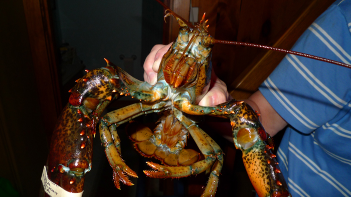 lobster.jpg