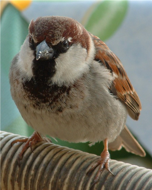 Sparrow.JPG