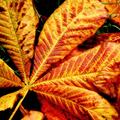 Last seasons colours