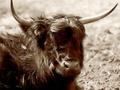 Hamish