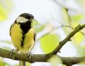Great Tit
