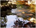 Highland rockpool