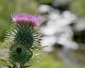 Flower of Scotland