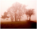 Misty sunset