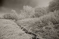 Wintry Blanket