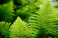 Mountain Greenery