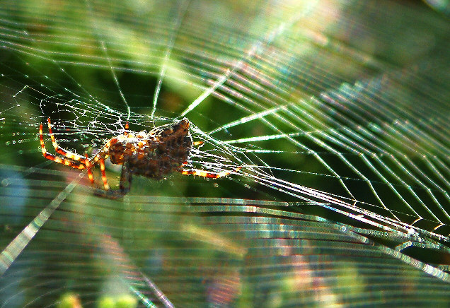 Rainbow web