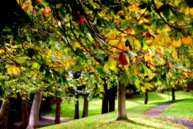 Autumn canopy