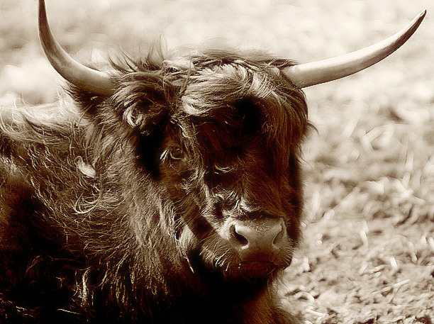 Hamish