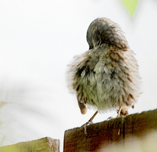 Dunnock (Hedgesparrow) preening