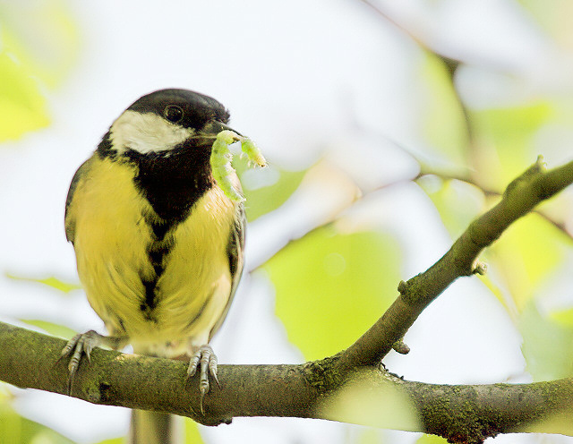 Great Tit