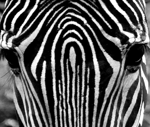 "Striped" for action