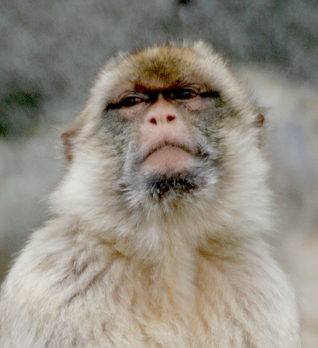Pensive
