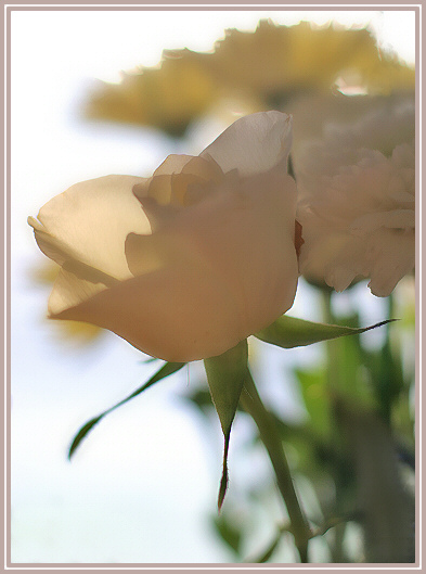 Soft light