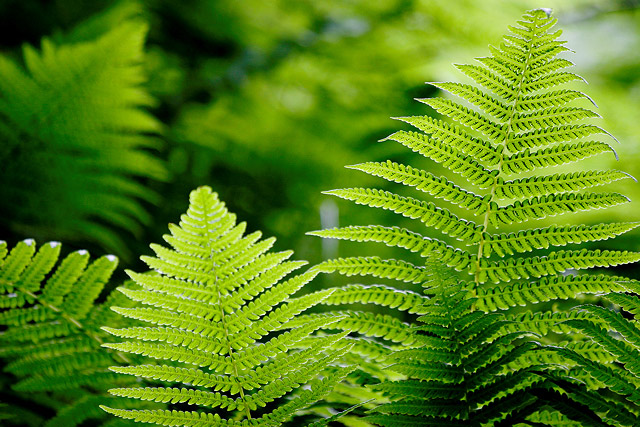 Mountain Greenery