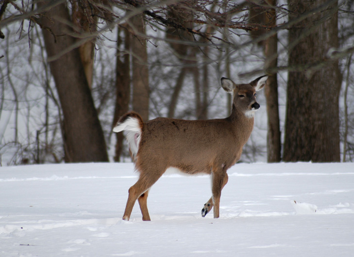 deer3.jpg