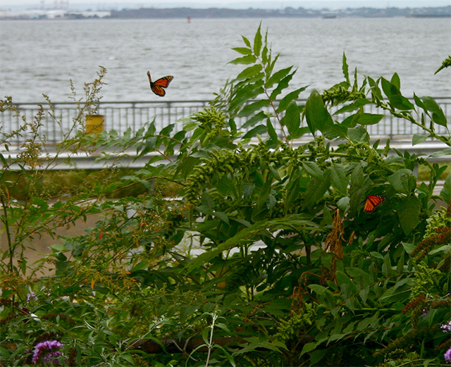 IMG_0245_edited.jpg