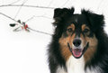 Bikkie - The Good Shepherd