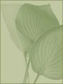 Hosta I