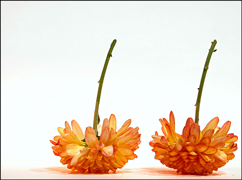 mum-twins-display.jpg