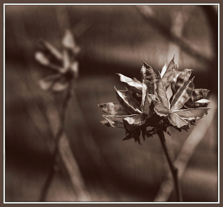 Dried Flowers