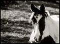 High Noon
