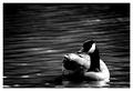 Adrift