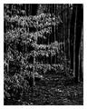 Forest in Winter