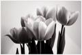 Blooms