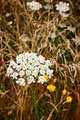 Among the Golden Grasses
