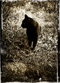 Of Cat and Clover