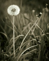 Amongst the Blades, a Wish Awaits