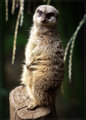 Meerkat on High